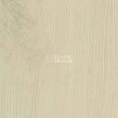 Ламинат Haro Daily Edition 8 mm 541347 Дуб Альта Светло-Кремовый фото 1 | FLOORDEALER